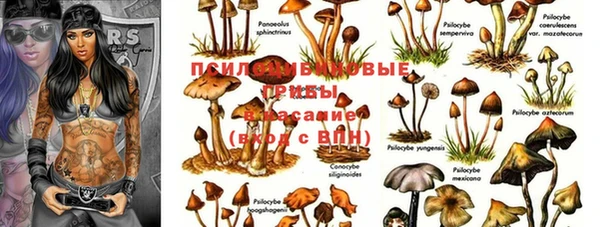 гашик Горняк